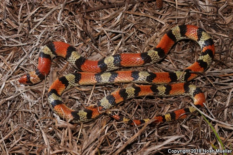 Florida Scarletsnake (Cemophora coccinea coccinea)