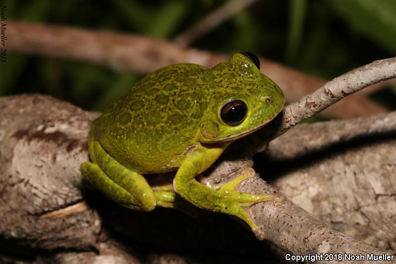 Barking Treefrog (Hyla gratiosa)