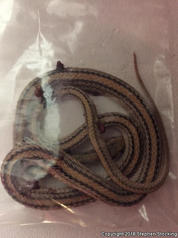 Desert Patch-nosed Snake (Salvadora hexalepis hexalepis)