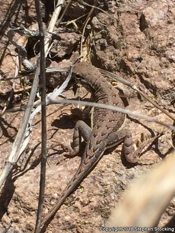 Huachuca Earless Lizard (Holbrookia maculata pulchra)