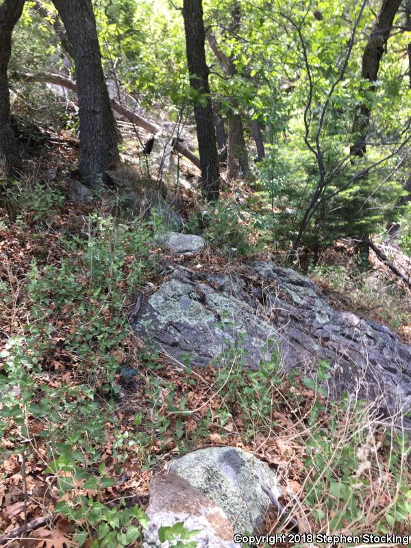 Banded Rock Rattlesnake (Crotalus lepidus klauberi)