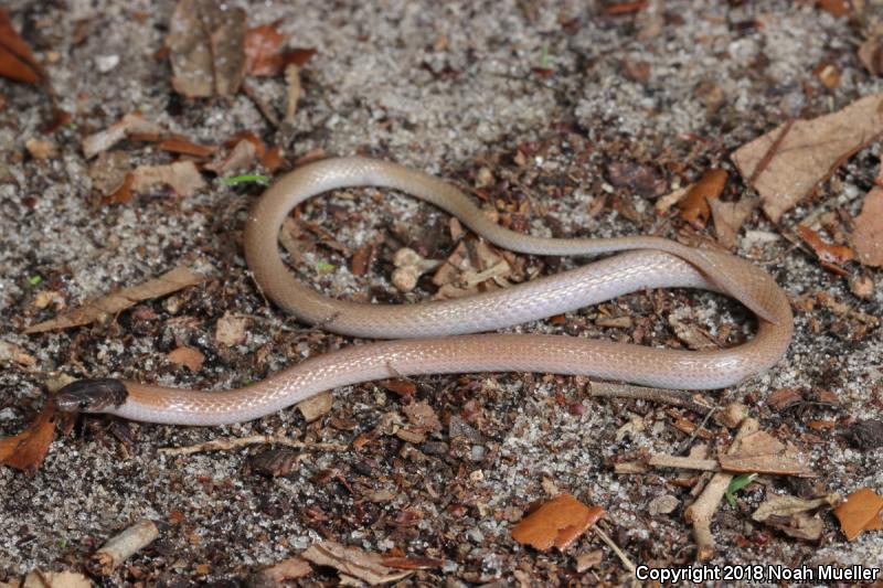 Central Florida Crowned Snake (Tantilla relicta neilli)