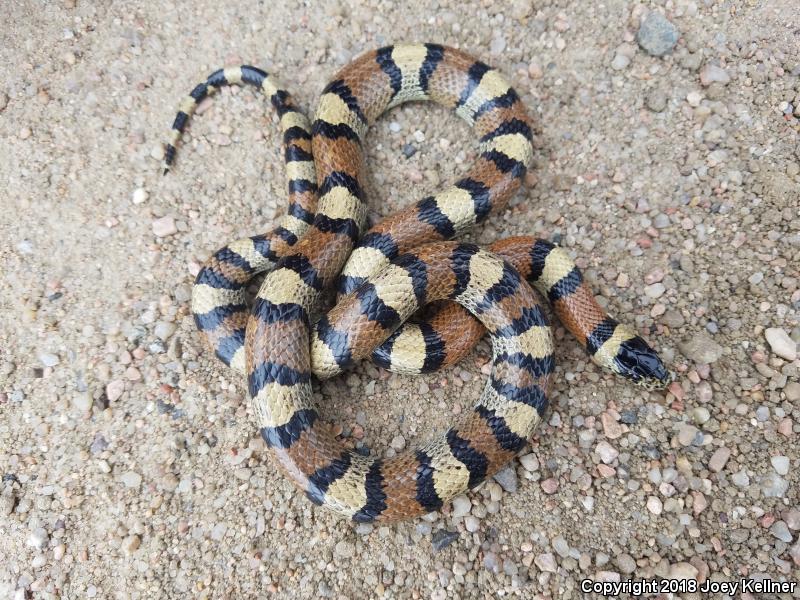 Central Plains Milksnake (Lampropeltis triangulum gentilis)