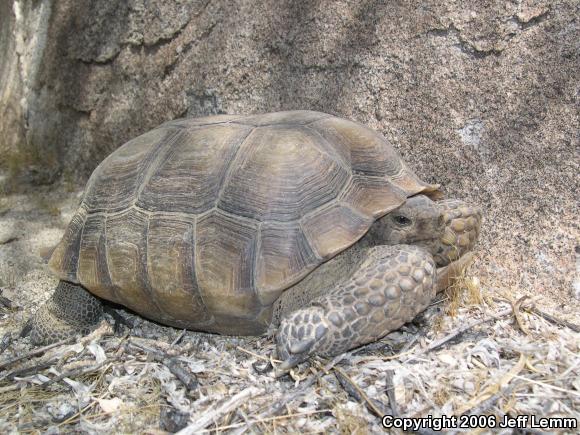 Desert Tortoise (Gopherus agassizii)