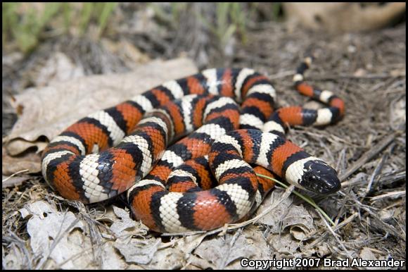 Sierra Mountain Kingsnake (Lampropeltis zonata multicincta)