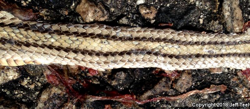 Desert Patch-nosed Snake (Salvadora hexalepis hexalepis)