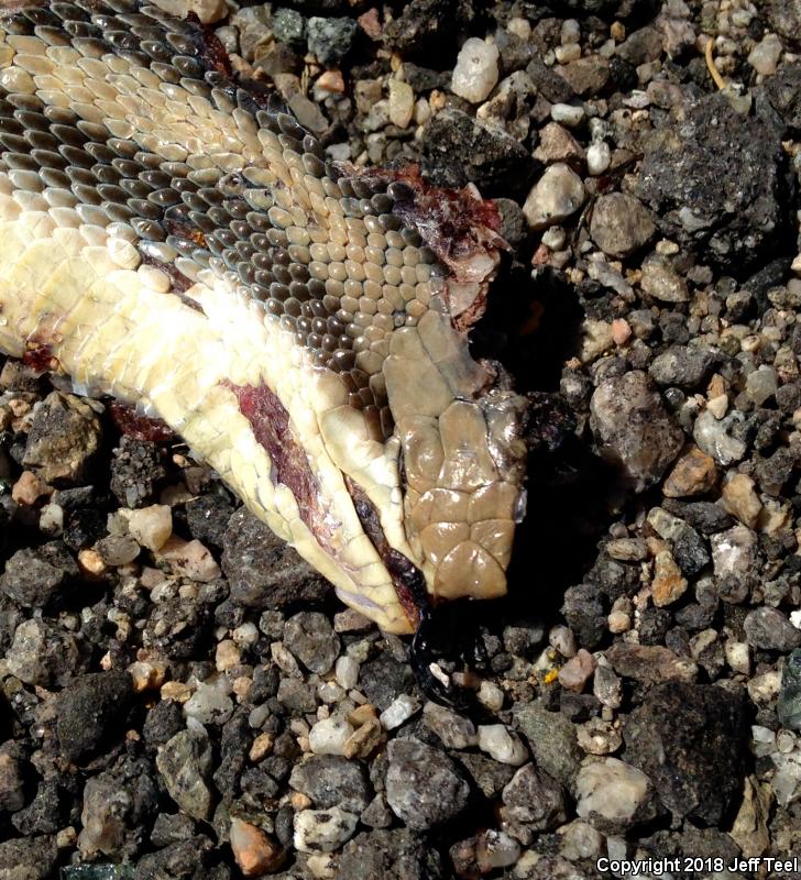 Desert Patch-nosed Snake (Salvadora hexalepis hexalepis)