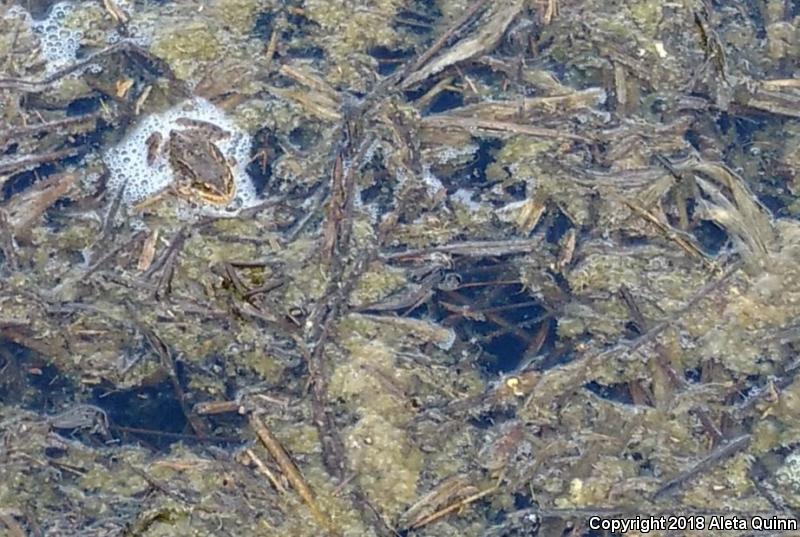 Columbia Spotted Frog (Rana luteiventris)