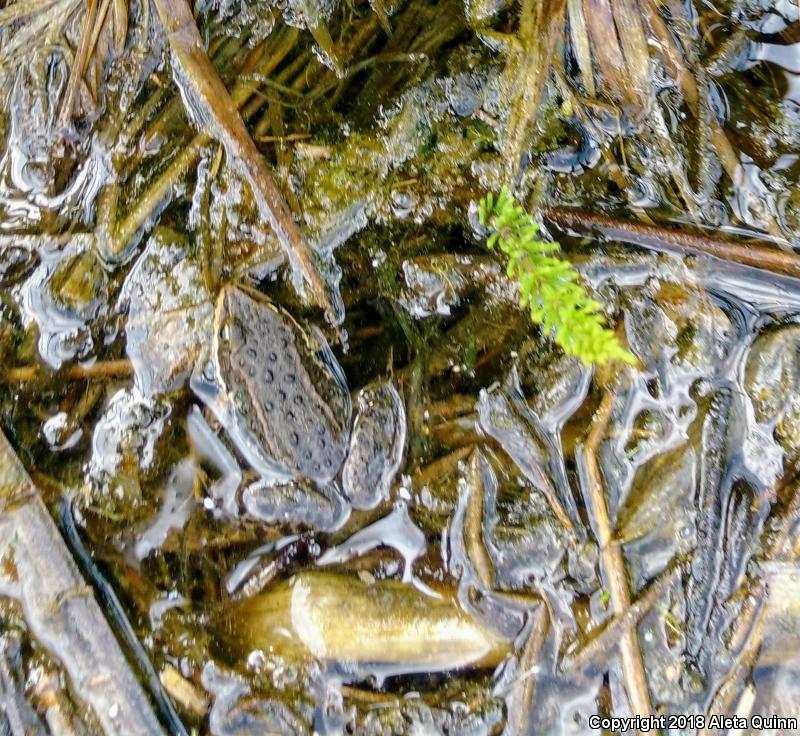 Columbia Spotted Frog (Rana luteiventris)