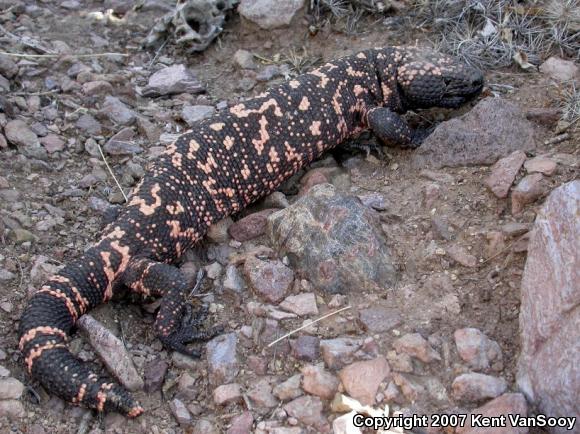 Reticulate Gila Monster (Heloderma suspectum suspectum)