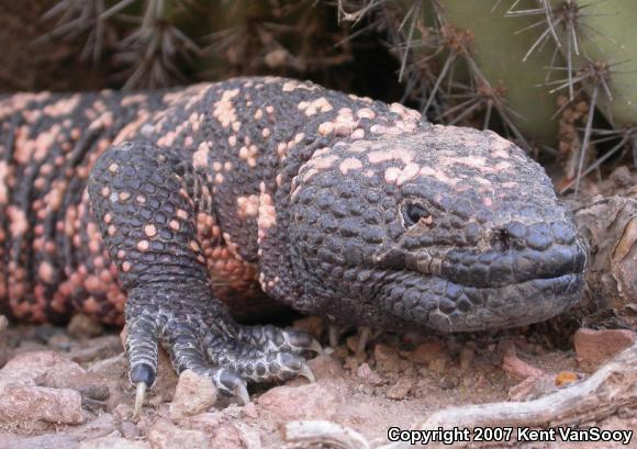 Reticulate Gila Monster (Heloderma suspectum suspectum)