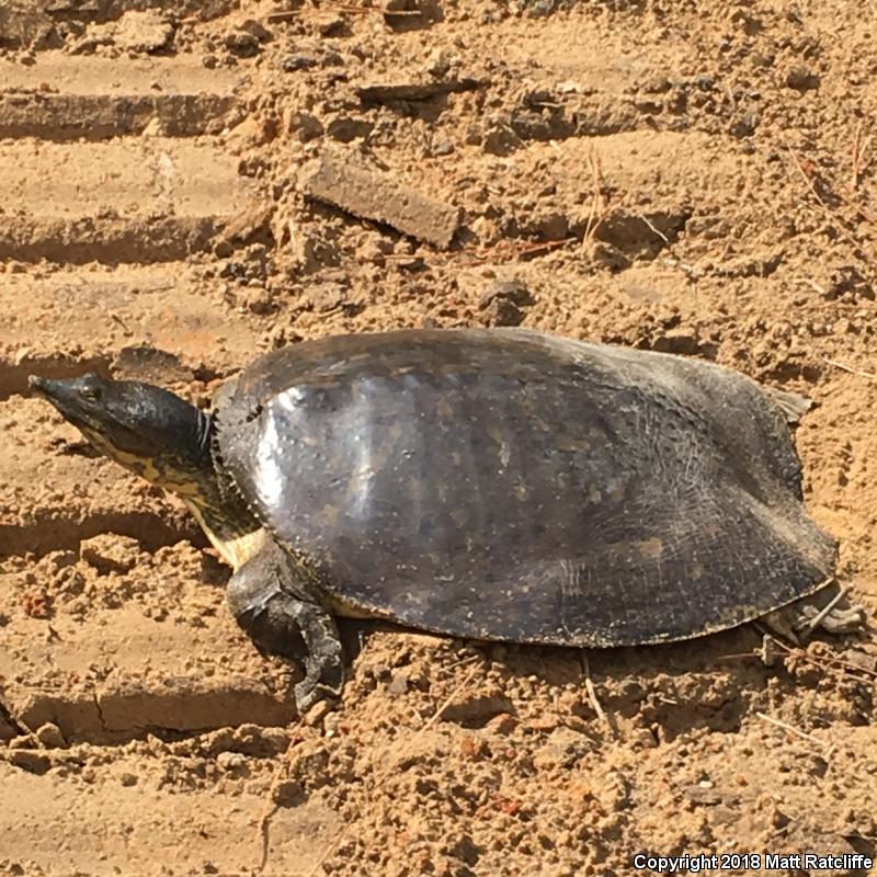 Gulf Coast Spiny Softshell (Apalone spinifera aspera)