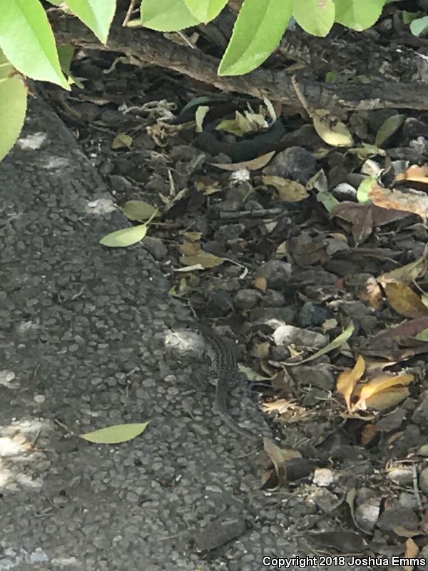 Chihuahuan Spotted Whiptail (Aspidoscelis exsanguis)