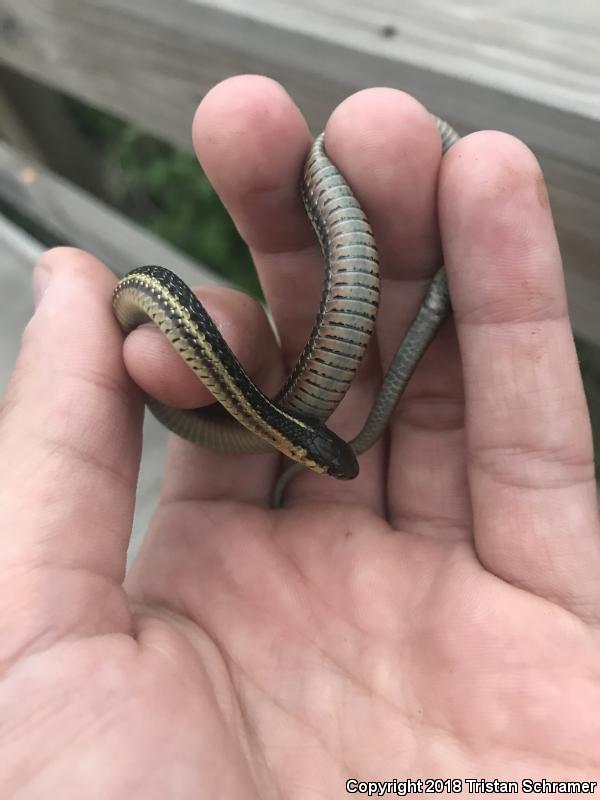 Butler's Gartersnake (Thamnophis butleri)