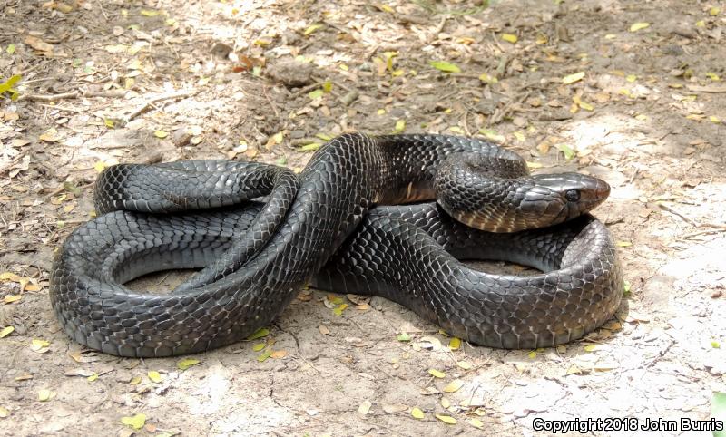 Texas Indigo Snake (Drymarchon melanurus erebennus)