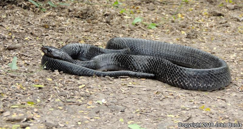 Texas Indigo Snake (Drymarchon melanurus erebennus)