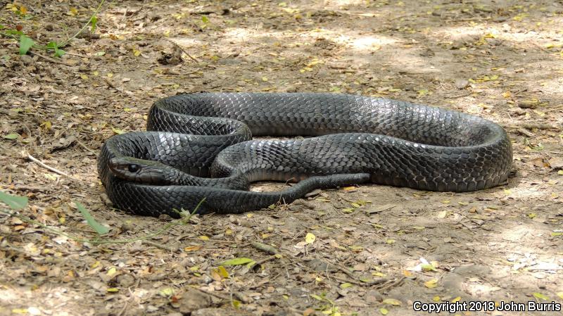 Texas Indigo Snake (Drymarchon melanurus erebennus)