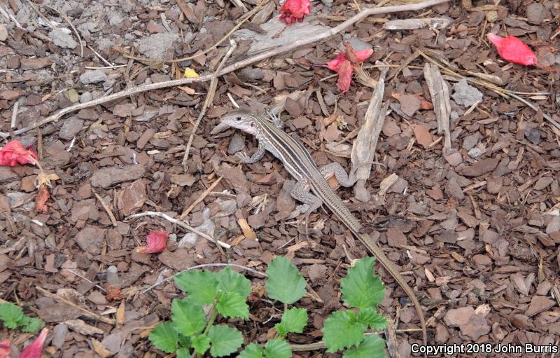 Common Spotted Whiptail (Aspidoscelis gularis)