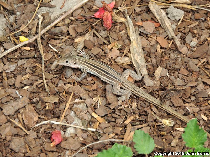 Common Spotted Whiptail (Aspidoscelis gularis)