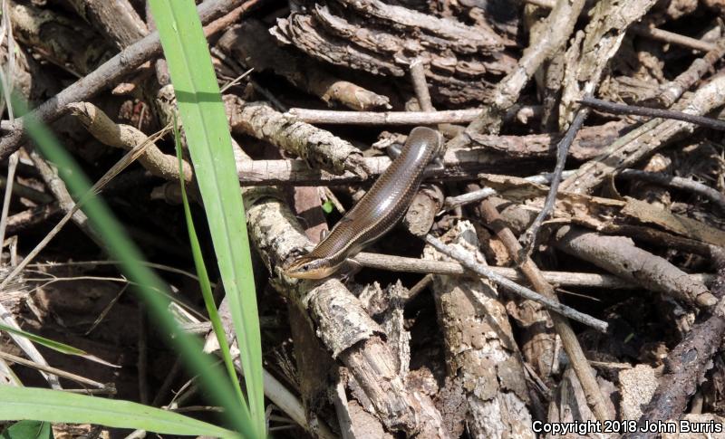 Short-lined Skink (Plestiodon tetragrammus brevilineatus)