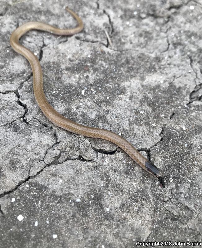 Plains Black-headed Snake (Tantilla nigriceps)