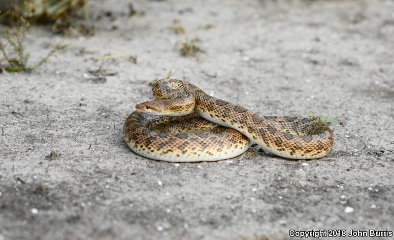 Texas Glossy Snake (Arizona elegans arenicola)