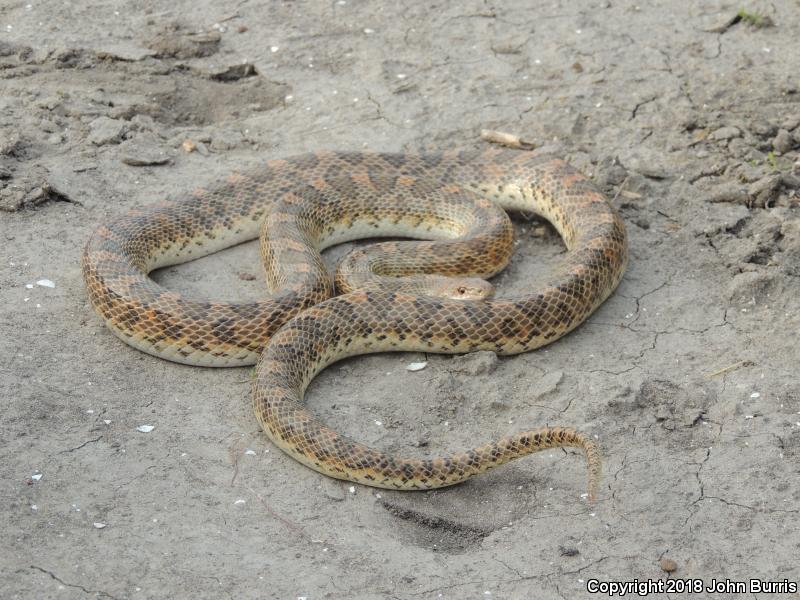 Texas Glossy Snake (Arizona elegans arenicola)