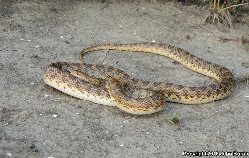 Texas Glossy Snake (Arizona elegans arenicola)