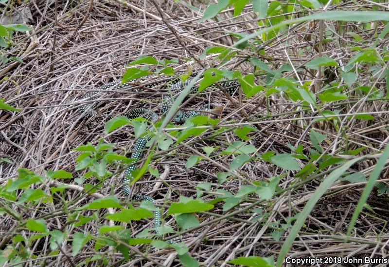 Northern Speckled Racer (Drymobius margaritiferus margaritiferus)