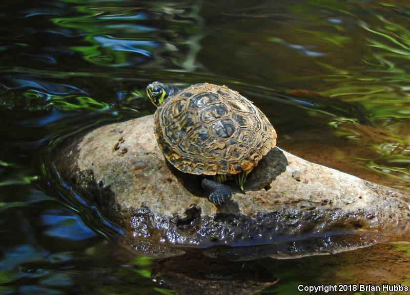 Yellow-bellied Slider (Trachemys scripta scripta)