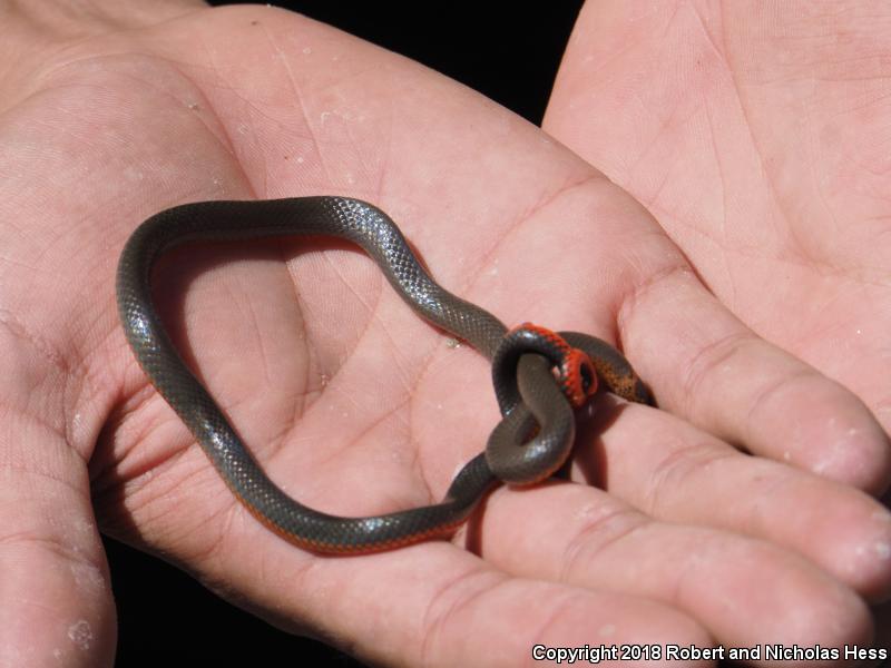 San Diego Ring-necked Snake (Diadophis punctatus similis)