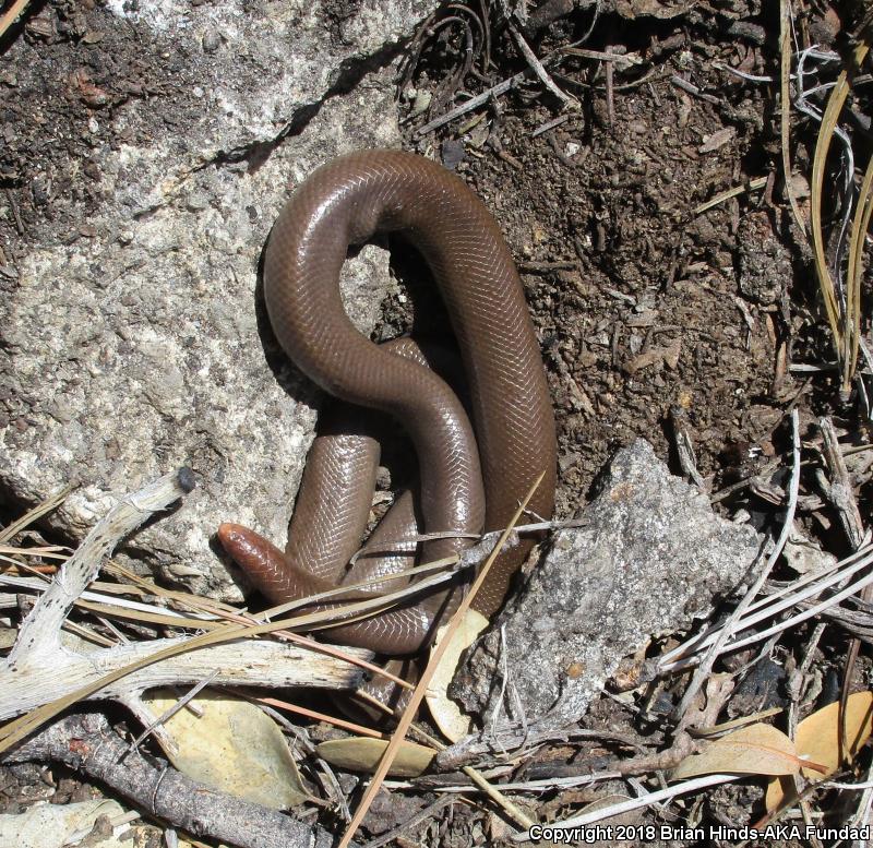 Southern Rubber Boa (Charina umbratica)