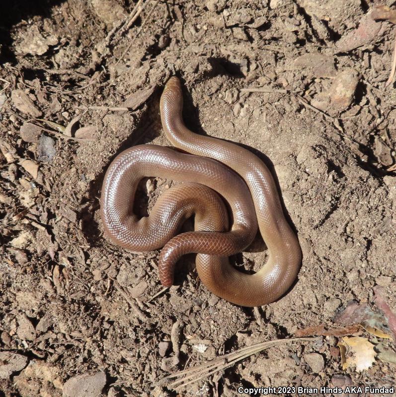 Southern Rubber Boa (Charina umbratica)