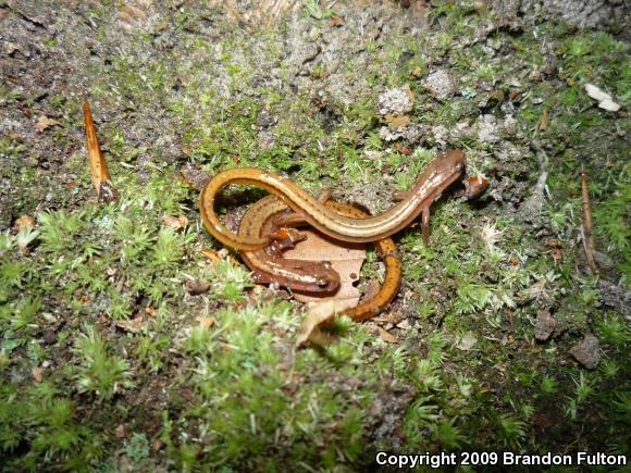 Chamberlain's Dwarf Salamander (Eurycea chamberlaini)