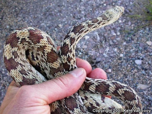 Sonoran Gopher Snake (Pituophis catenifer affinis)