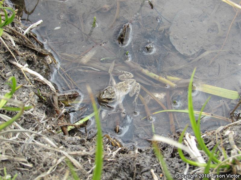 Boreal Chorus Frog (Pseudacris maculata)