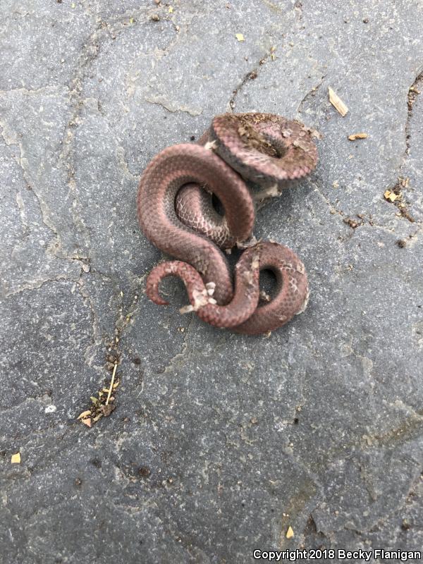 Sharp-tailed Snake (Contia tenuis)