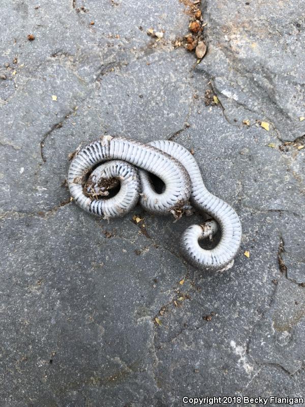 Sharp-tailed Snake (Contia tenuis)