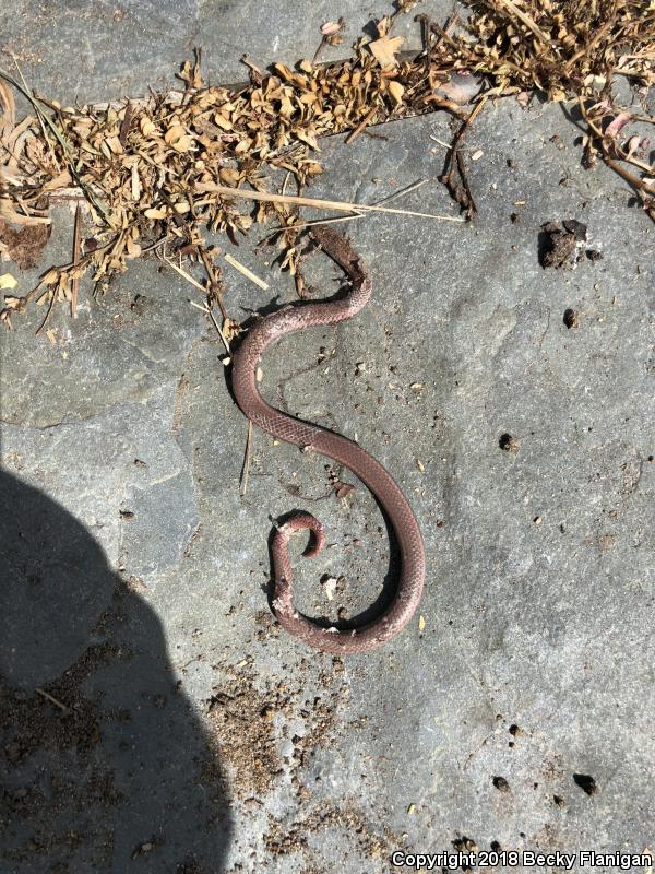 Sharp-tailed Snake (Contia tenuis)