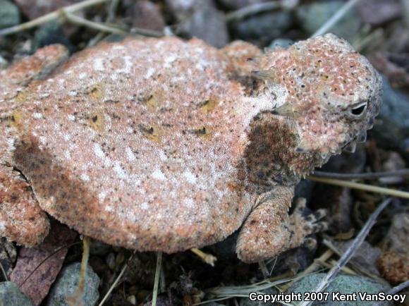 Round-tailed Horned Lizard (Phrynosoma modestum)