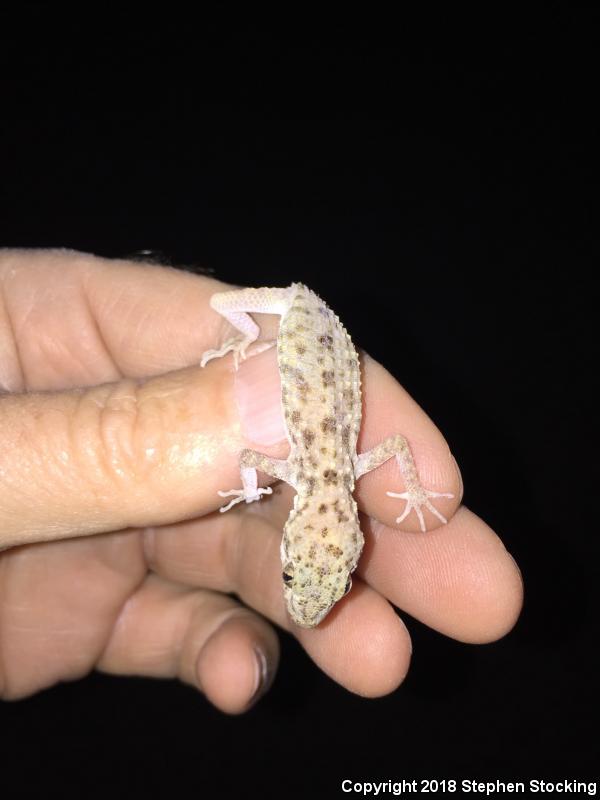 Rough-tailed Gecko (Cyrtopodion scabrum)