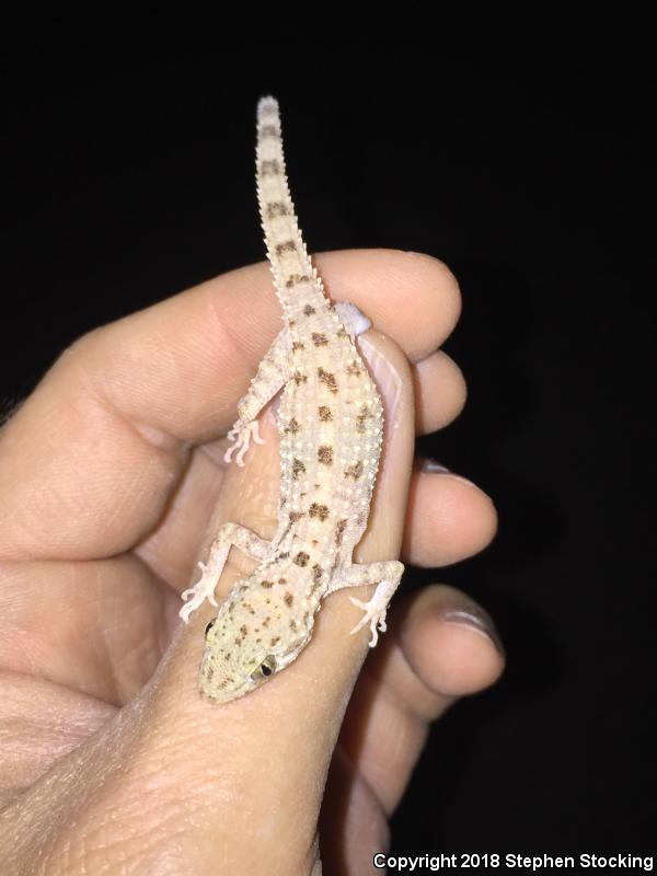 Rough-tailed Gecko (Cyrtopodion scabrum)