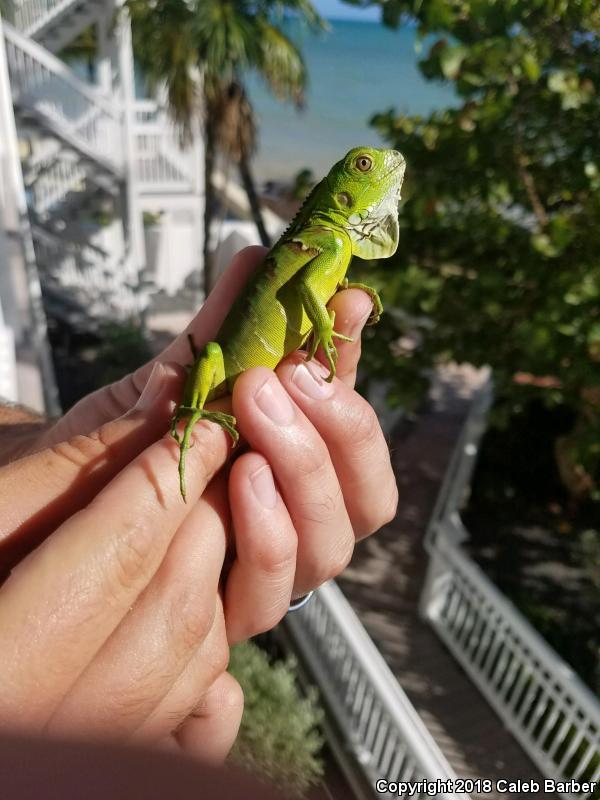 Green Iguana (Iguana iguana)