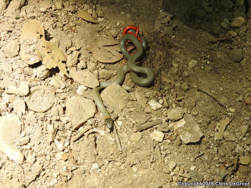 San Bernardino Ring-necked Snake (Diadophis punctatus modestus)