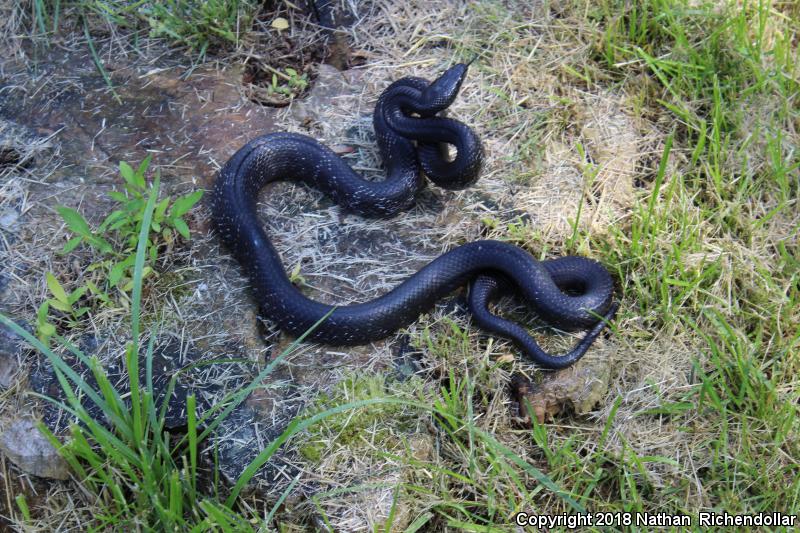 Black Ratsnake (Pantherophis obsoletus obsoletus)