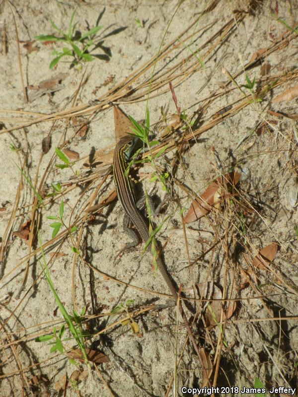 Six-lined Racerunner (Aspidoscelis sexlineata sexlineata)