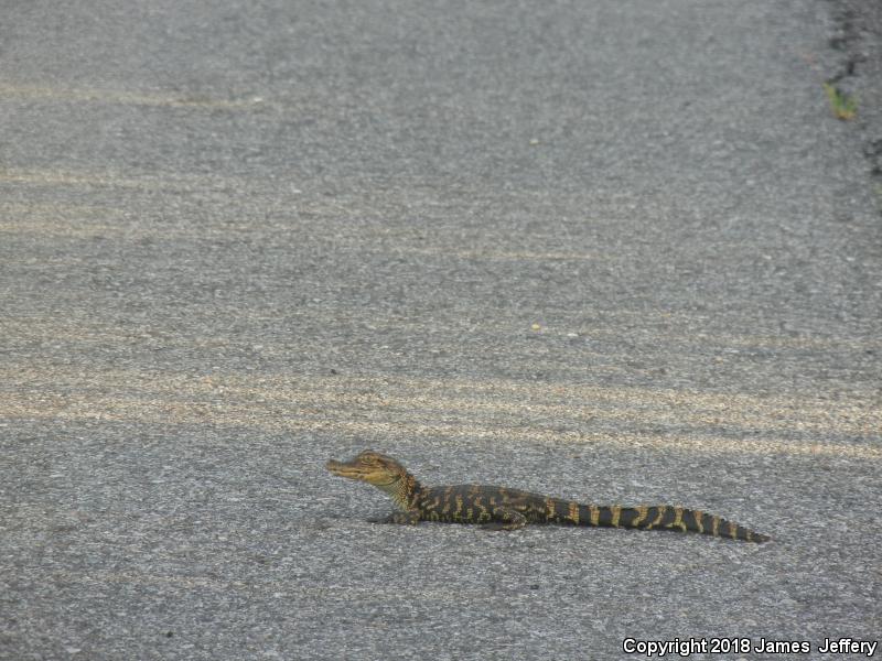 American Alligator (Alligator mississippiensis)