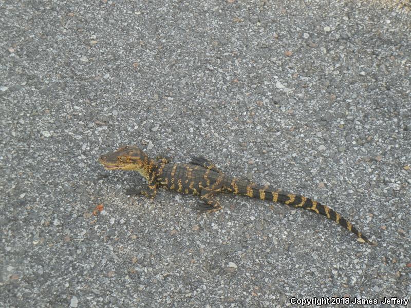 American Alligator (Alligator mississippiensis)