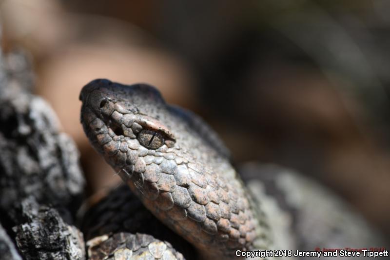 Banded Rock Rattlesnake (Crotalus lepidus klauberi)