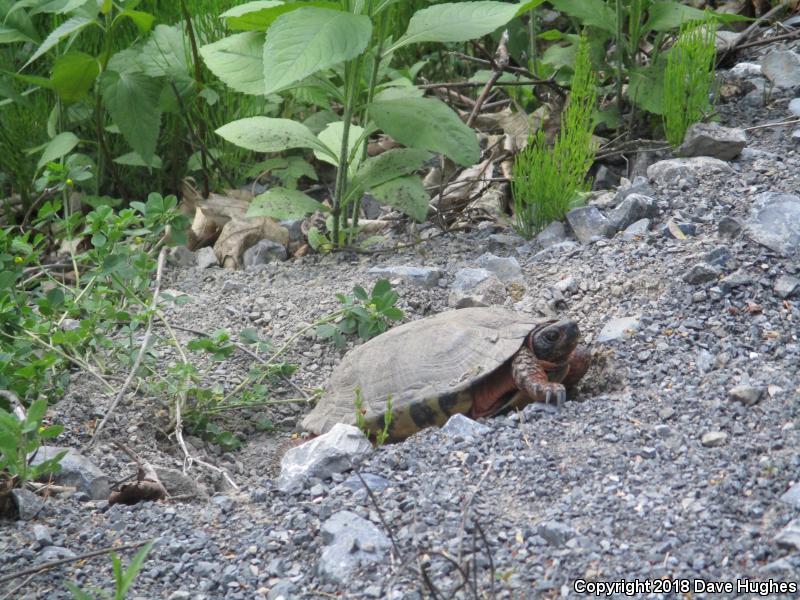 Wood Turtle (Glyptemys insculpta)